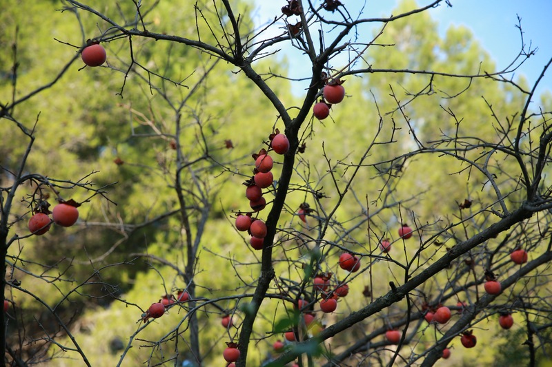 Le Plaqueminier : à La Découverte D’un Arbre Fruitier Exotique » Pour