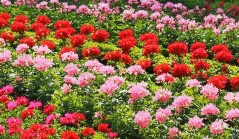 Jardins fleuris sans arrosage excessif : les espèces à privilégier