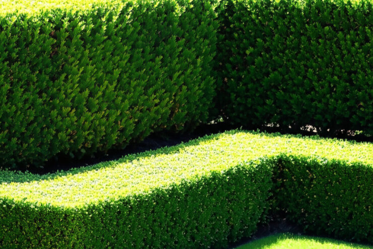 Quelle haie choisir selon vos besoins : brise-vue, anti-bruit ou décorative ?