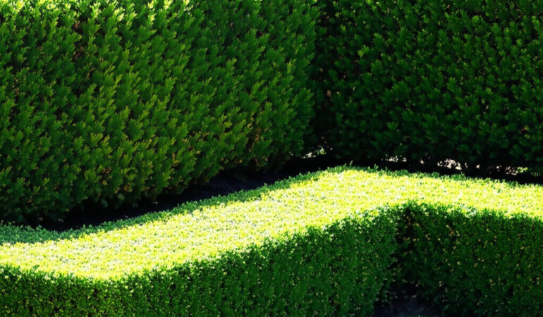 Quelle haie choisir selon vos besoins : brise-vue, anti-bruit ou décorative ?