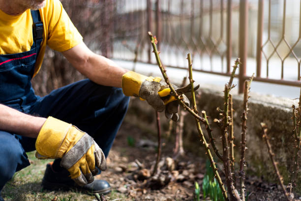 Entretenir votre jardin en hiver : conseils pratiques
