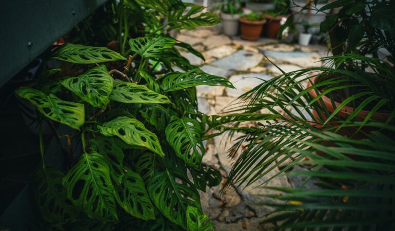 Plantes à massifs : associations gagnantes pour un extérieur coloré