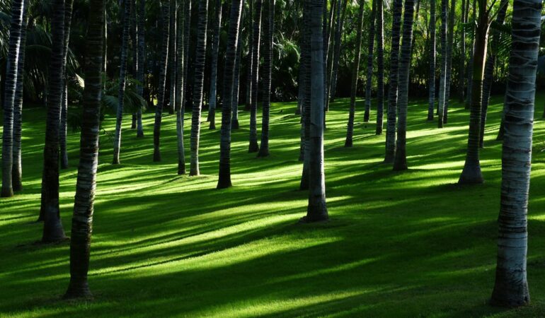 Soins au arbres : interventions essentielles pour éviter les maladies