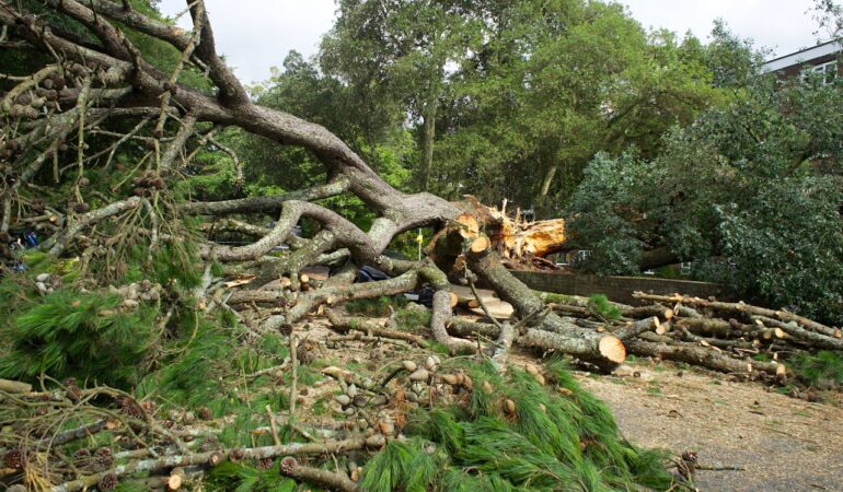 Abattage à la nacelle : techniques de coupe