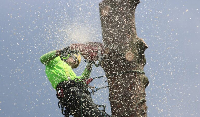 Harnais de sécurité d’élagage vs harnais antichute bâtiment