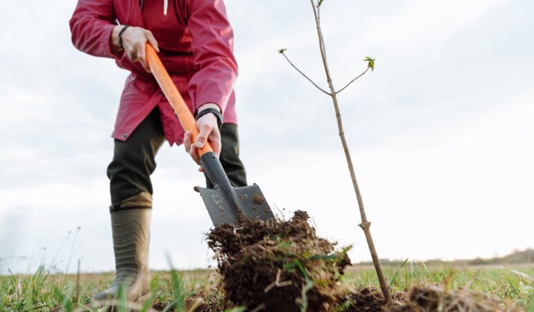 Peut-on planter des arbres sur un épandage?