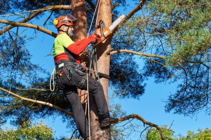 Élagage : entretenir vos arbres pour préserver leur santé