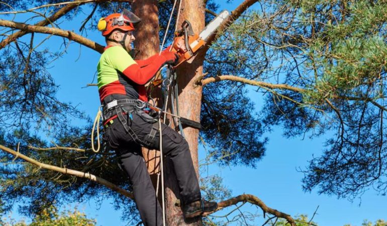 Élagage : entretenir vos arbres pour préserver leur santé