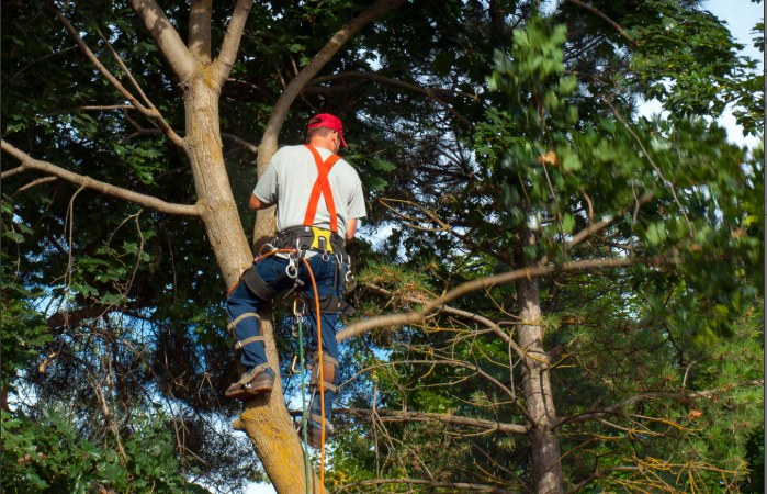Élagage d’arbres : comment dégager les fils électriques sans défigurer votre jardin ?