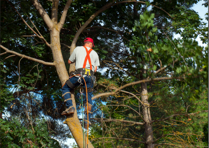 Élagage d’arbres : comment dégager les fils électriques sans défigurer votre jardin ?