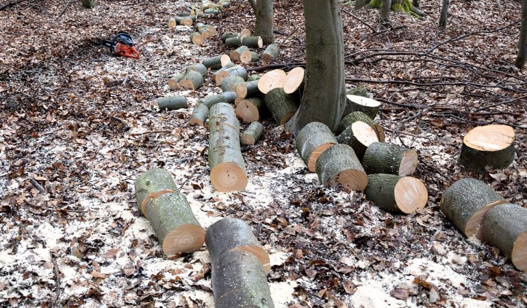 Abattage d&rsquo;arbre dangereux : quelles étapes prévoir ?