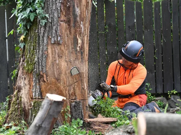Abattage d&rsquo;arbre : quand est-il devenu nécessaire ?