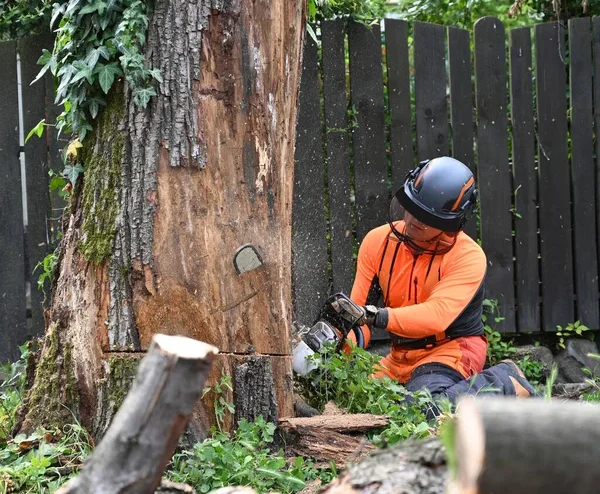 Abattage d’arbre : quand est-il devenu nécessaire ?