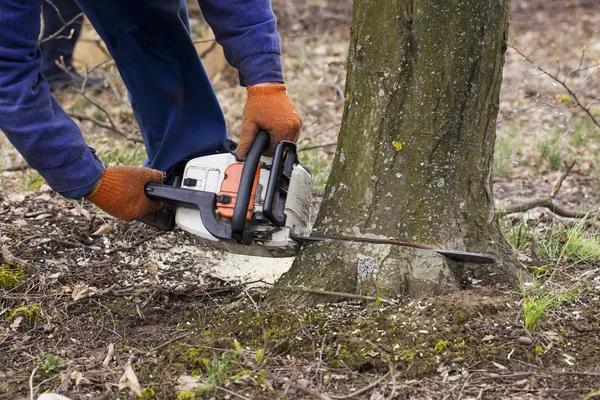 Abattage : les risques liés aux arbres penchés ou malades