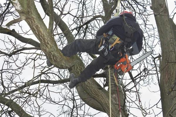 Élagage : pourquoi un arbre bien taillé est plus résistant ?