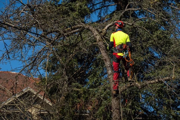 Pourquoi un élagage régulier évite la chute de branches