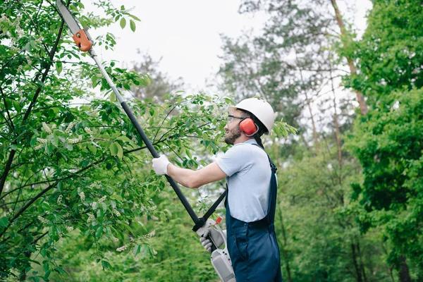 Élagage : anticiper le développement futur de la ramure