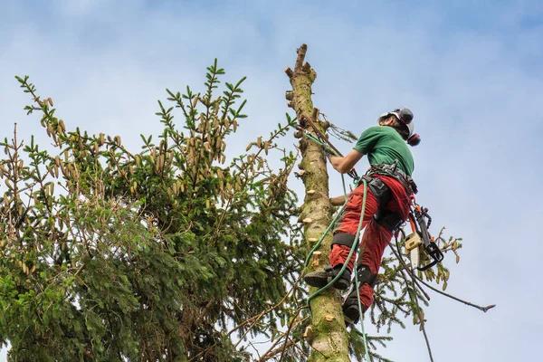 Haubanage : comment prévenir la rupture des branches lors des tempêtes ?