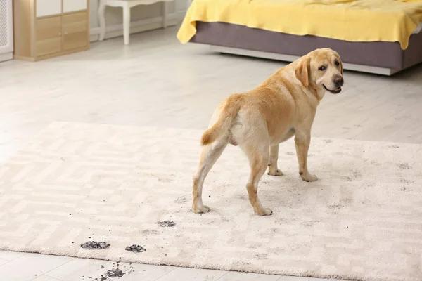 Comment enlever l’odeur de chien ou de chat sur une moquette ?