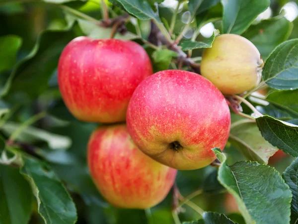 Plantation d’arbres fruitiers : les variétés les plus faciles à cultiver