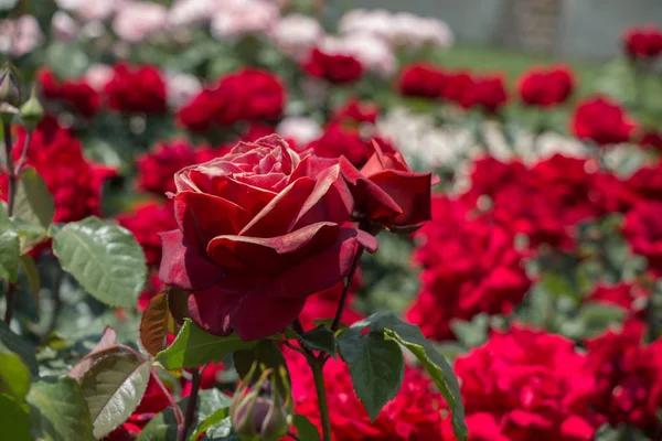 Comment réussir la plantation de rosiers dans votre jardin ?