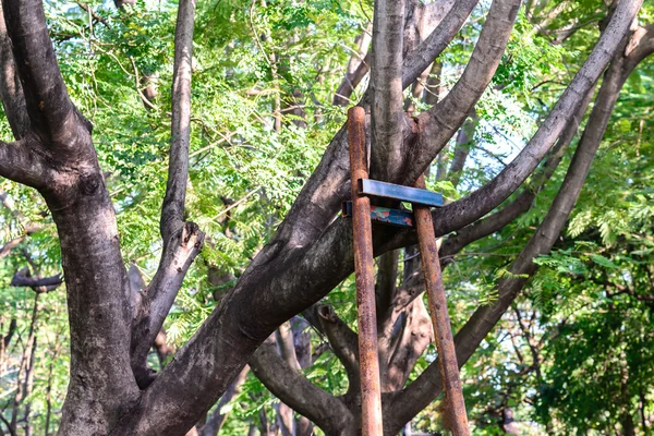 Haubanage : protéger les cèdres et pins majestueux de votre parc