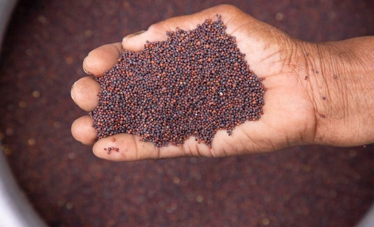 Semoir pour petites graines : réussir l&rsquo;implantation du colza