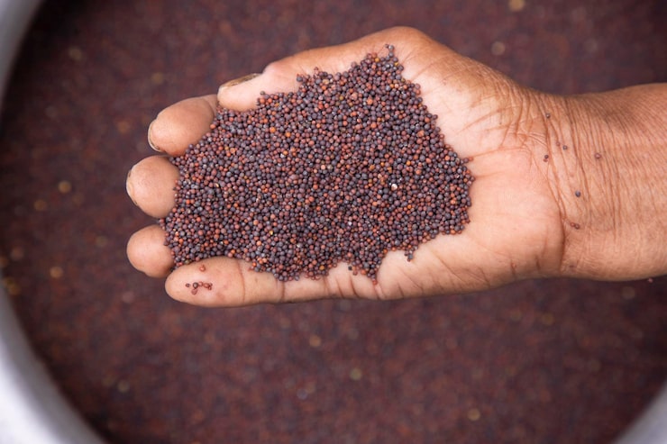 Semoir pour petites graines : réussir l’implantation du colza