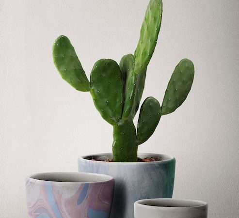 Les cactées, ces sculptures vivantes qui transforment votre intérieur