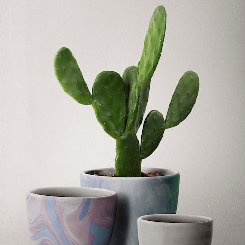 Les cactées, ces sculptures vivantes qui transforment votre intérieur