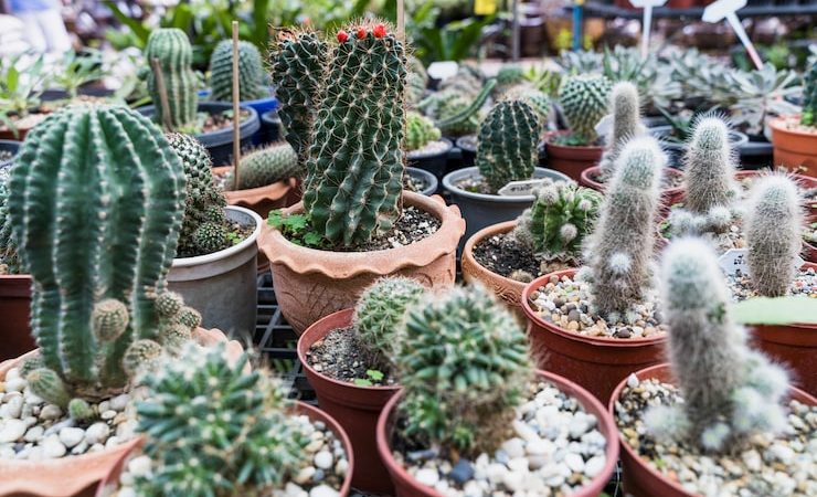 Non, toutes les cactées ne se ressemblent pas : découvrez des variétés incroyables